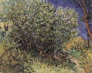 Vincent Van Gogh The Bush china oil painting artist